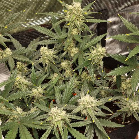 Gorilla Cookies Auto growlog timeline photo