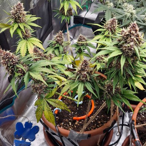 Banane Purple Punch Auto growlog timeline photo