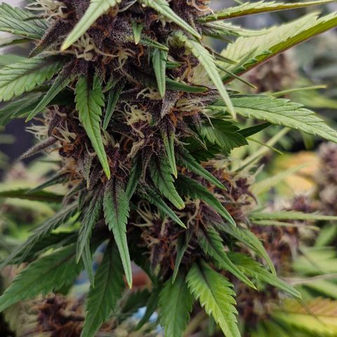Banane Purple Punch Auto growlog timeline photo