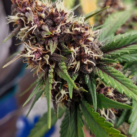 Banane Purple Punch Auto growlog timeline photo