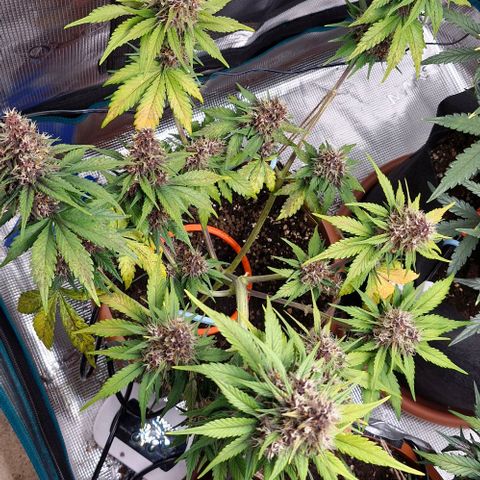 Banane Purple Punch Auto growlog timeline photo