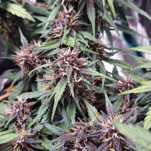 Lemon Cherry Cookies Auto growlog timeline photo