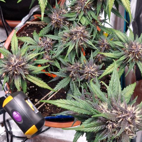 Lemon Cherry Cookies Auto growlog timeline photo