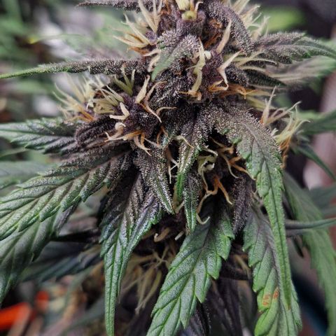 Lemon Cherry Cookies Auto growlog timeline photo
