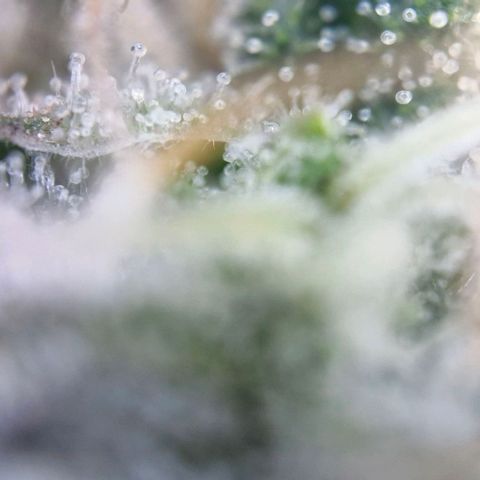 Gorilla Cookies Auto growlog timeline photo