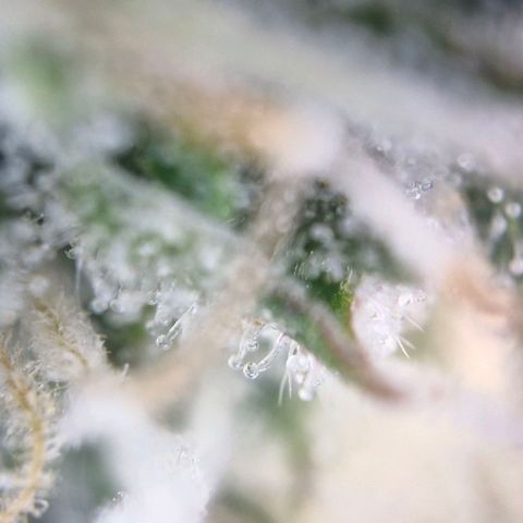 Gorilla Cookies Auto growlog timeline photo