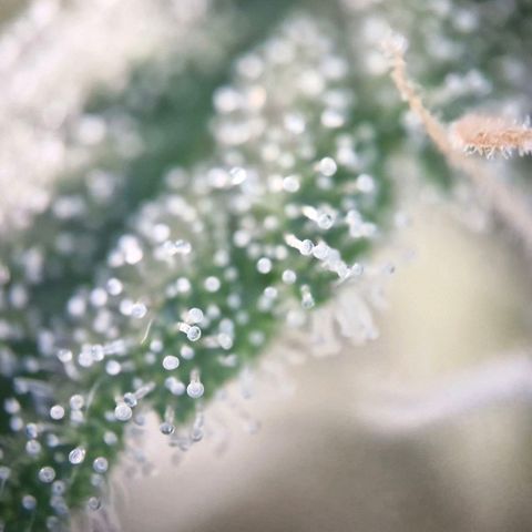Gorilla Cookies Auto growlog timeline photo
