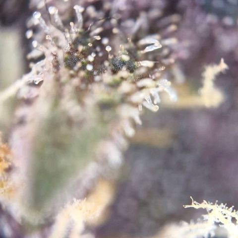 Banane Purple Punch Auto growlog timeline photo
