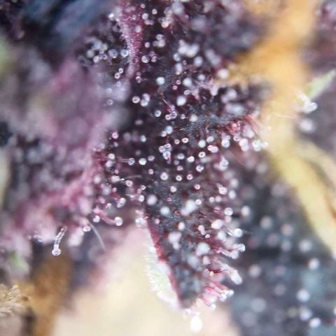 Banane Purple Punch Auto growlog timeline photo