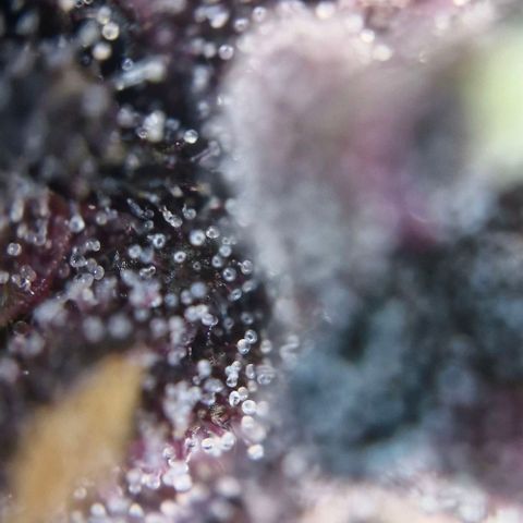 Lemon Cherry Cookies Auto growlog timeline photo