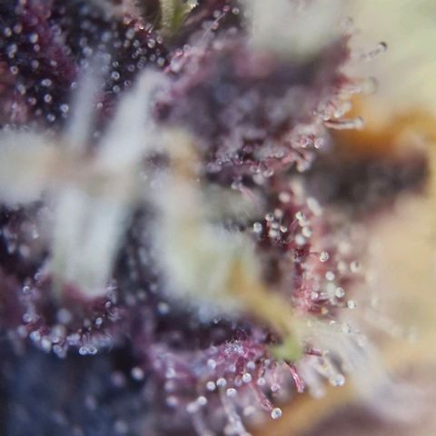 Banane Purple Punch Auto growlog timeline photo