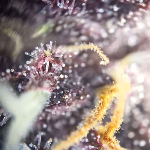 Banane Purple Punch Auto growlog timeline photo