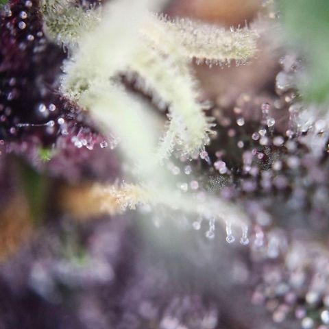 Banane Purple Punch Auto growlog timeline photo