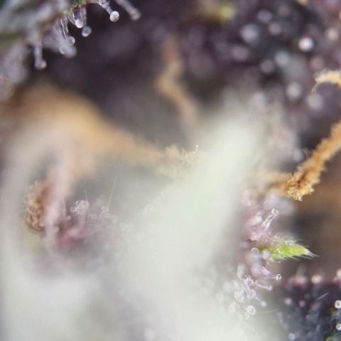 Banane Purple Punch Auto growlog timeline photo