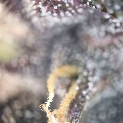 Lemon Cherry Cookies Auto growlog timeline photo
