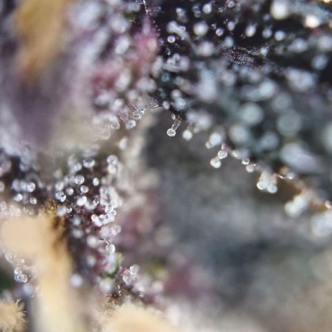 Lemon Cherry Cookies Auto growlog timeline photo