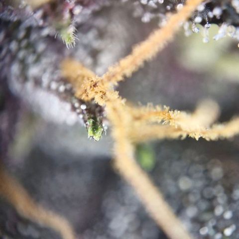 Lemon Cherry Cookies Auto growlog timeline photo