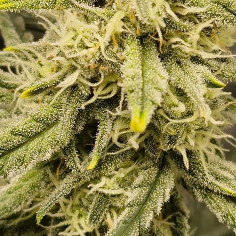 Gorilla Cookies Auto growlog timeline photo