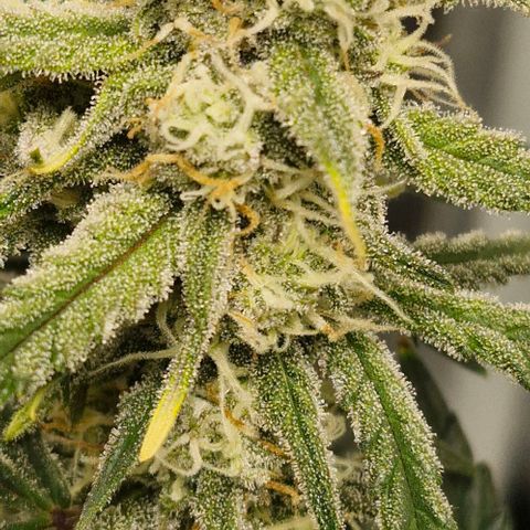 Gorilla Cookies Auto growlog timeline photo