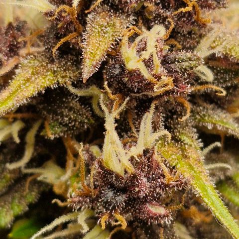 Banane Purple Punch Auto growlog timeline photo