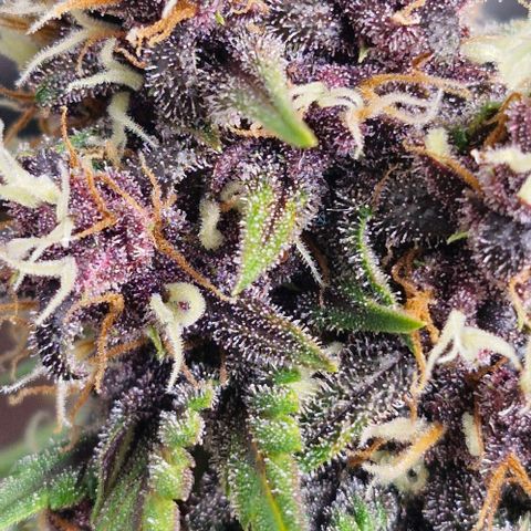 Banane Purple Punch Auto growlog timeline photo