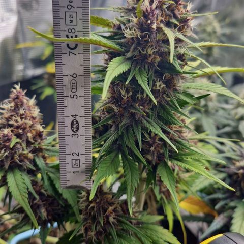 Banane Purple Punch Auto growlog timeline photo