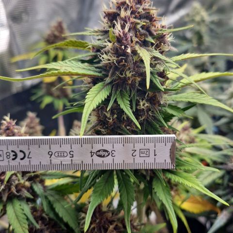 Banane Purple Punch Auto growlog timeline photo