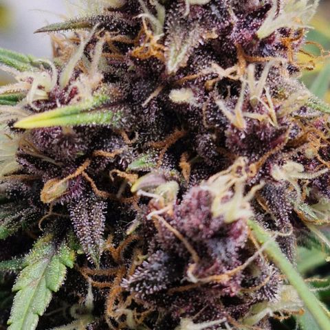 Banane Purple Punch Auto growlog timeline photo