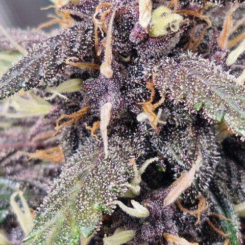 Lemon Cherry Cookies Auto growlog timeline photo