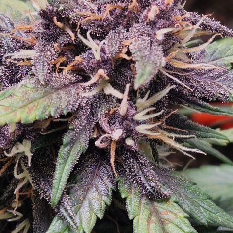 Lemon Cherry Cookies Auto growlog timeline photo
