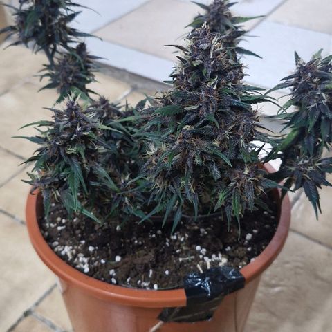 Lemon Cherry Cookies Auto growlog timeline photo