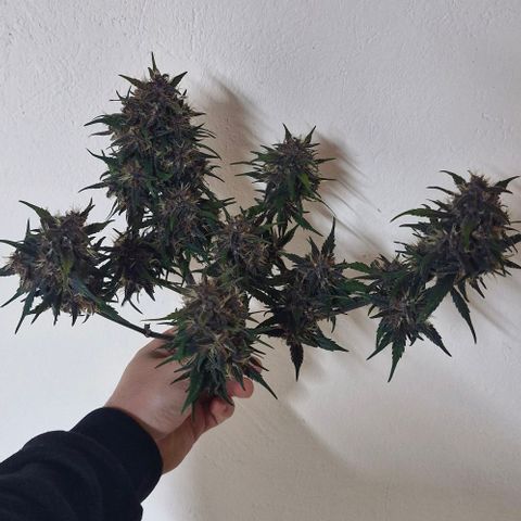 Lemon Cherry Cookies Auto growlog timeline photo