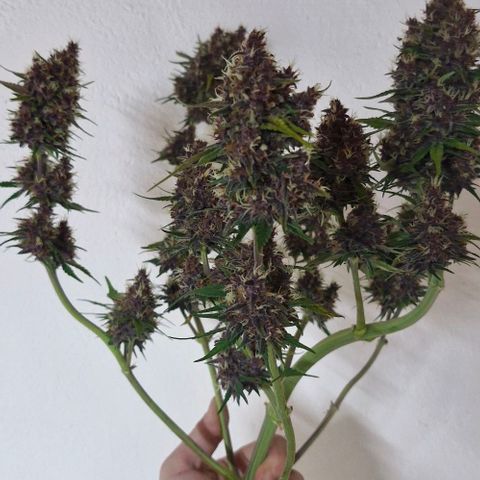 Banane Purple Punch Auto growlog timeline photo