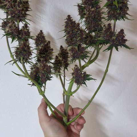 Banane Purple Punch Auto growlog timeline photo