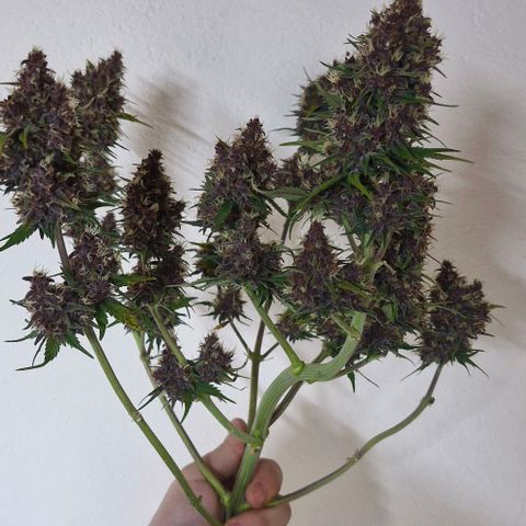 Banane Purple Punch Auto growlog timeline photo