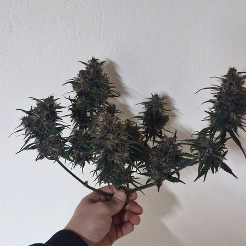Lemon Cherry Cookies Auto growlog timeline photo