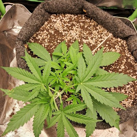 Amnésia  growlog timeline photo