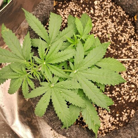 Amnésia  growlog timeline photo
