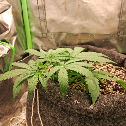 Amnésia  growlog timeline photo