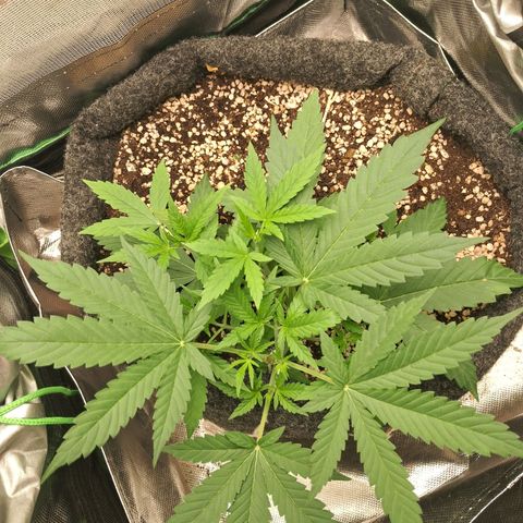 Amnésia  growlog timeline photo