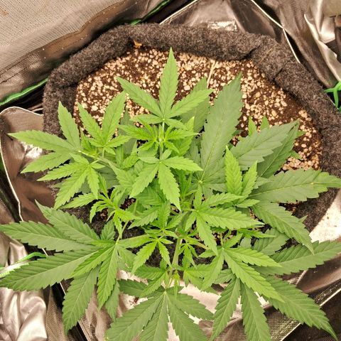 Amnésia  growlog timeline photo