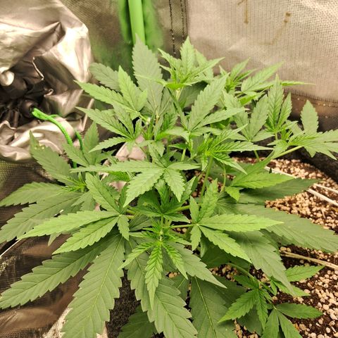 Amnésia  growlog timeline photo
