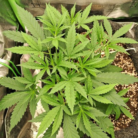 Amnésia  growlog timeline photo