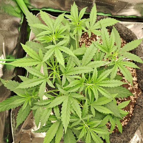 Amnésia  growlog timeline photo