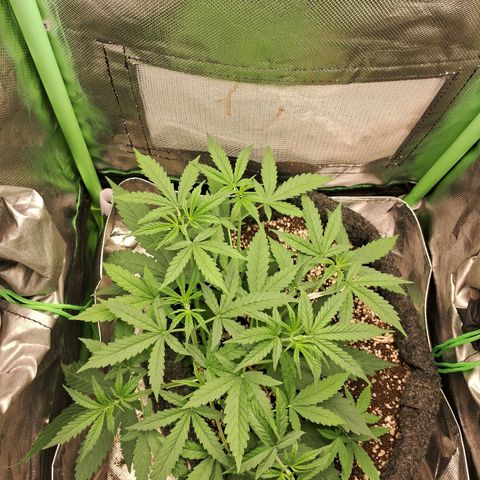Amnésia  growlog timeline photo