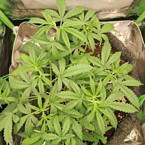 Amnésia  growlog timeline photo