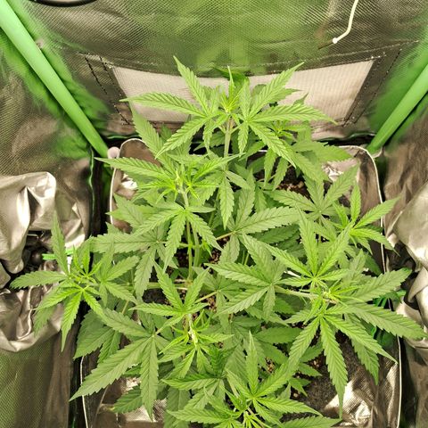 Amnésia  growlog timeline photo