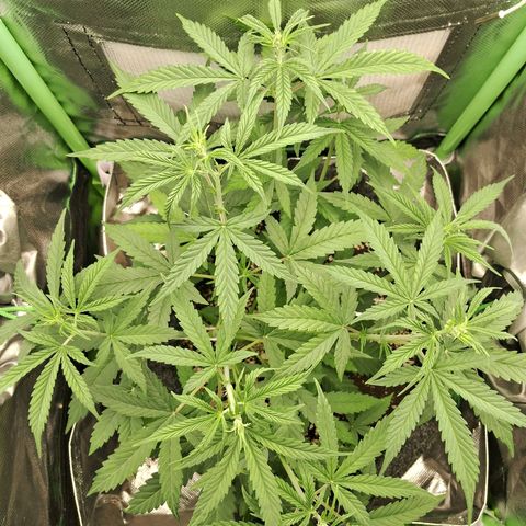 Amnésia  growlog timeline photo
