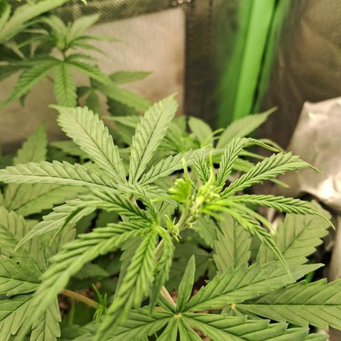Amnésia  growlog timeline photo