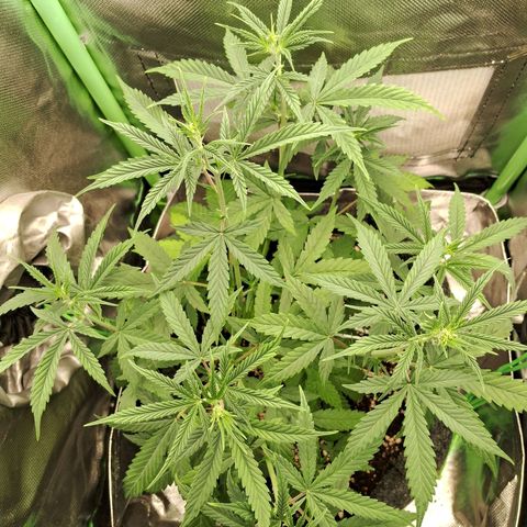 Amnésia  growlog timeline photo
